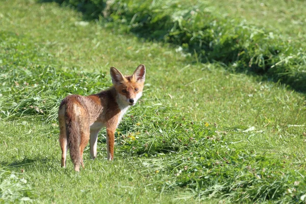 Rotfuchs Κόκκινη Αλεπού Όρνιθες — Φωτογραφία Αρχείου