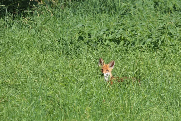 Rotfuchs Volpe Rossa Vulpes Vulpes — Foto Stock