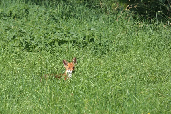 Rotfuchs Volpe Rossa Vulpes Vulpes — Foto Stock