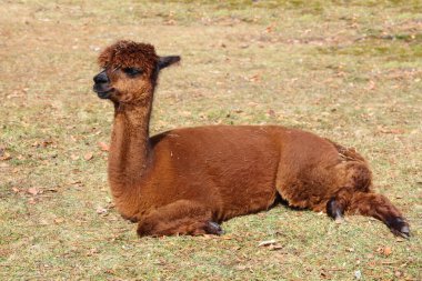Alpaka / Alpaca / Vikugna paketleri
