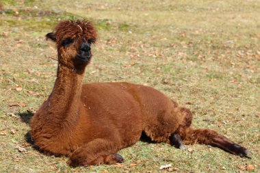 Alpaka / Alpaca / Vikugna paketleri