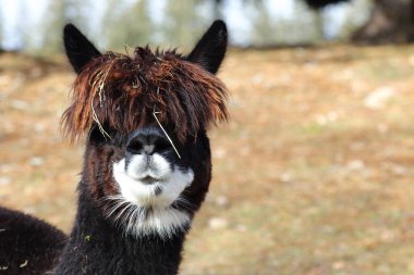 Alpaka / Alpaca / Vikugna paketleri