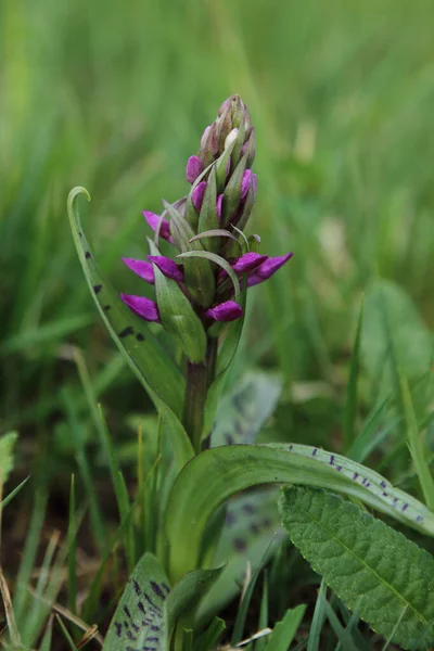 Breitblaettriges Knabenkraut Broad Leaved Marsh Orchid Dactylorhiza Majalis — Zdjęcie stockowe