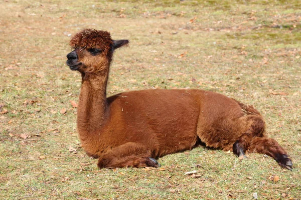 Alpaka Alpaca Vikugna Pacos — Stock fotografie