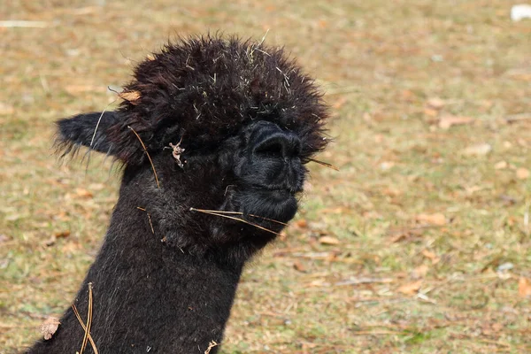 Alpaka Alpaca Vikugna Pacos — Stock fotografie