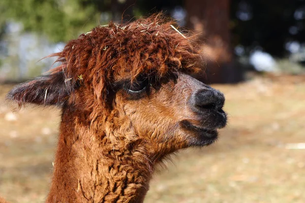 Alpaka Alpaca Vikugna Pacos — Stock fotografie