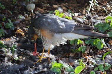 Sperber und Amsel / Avrasya atmacası ve Blackbird / Accipiter nisus et Turdus merula