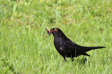 Karatavuk ya da Turdus merula vahşi doğada 
