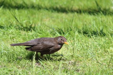 Karatavuk ya da Turdus merula vahşi doğada 