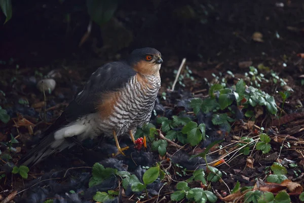 Sperber Und Amsel Gavilán Euroasiático Mirlo Accipiter Nisus Turdus Merula — Foto de Stock