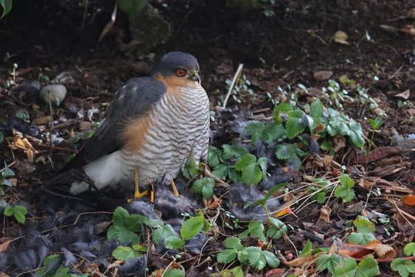 Sperber Und Amsel Eurasian Sparrowhawk Blackbird Accipiter Nisus Turdus Merula — Stock Photo, Image