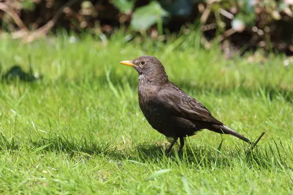 Mirlo Turdus Merula Naturaleza Salvaje — Foto de Stock