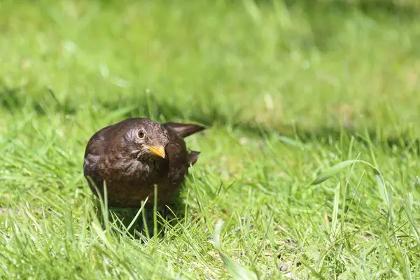 Blackbird Nebo Turdus Merula Divoké Přírodě — Stock fotografie