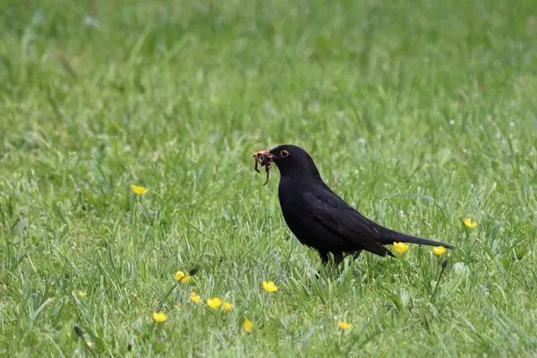 Karatavuk Turdus Merula Vahşi Doğada — Stok fotoğraf