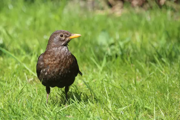 Karatavuk Turdus Merula Vahşi Doğada — Stok fotoğraf