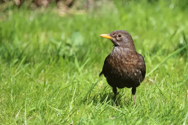 Blackbird Eller Turdus Merula Vild Natur — Stockfoto