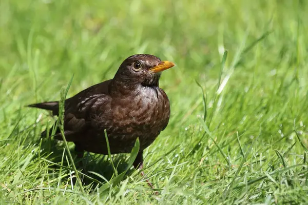 Blackbird Nebo Turdus Merula Divoké Přírodě — Stock fotografie