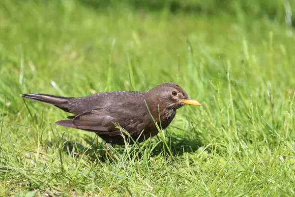 Mirlo Turdus Merula Naturaleza Salvaje —  Fotos de Stock