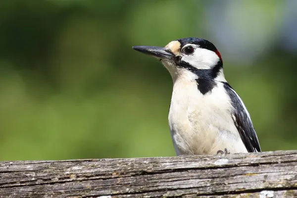 Büyük Benekli Ağaçkakan Dendrocopos Major — Stok fotoğraf