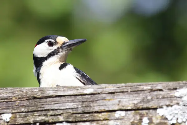 Velký Tečkovaný Datel Dendrocopos Major — Stock fotografie