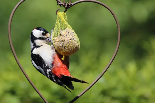 Gran Pájaro Carpintero Moteado Dendrocopos Major — Foto de Stock