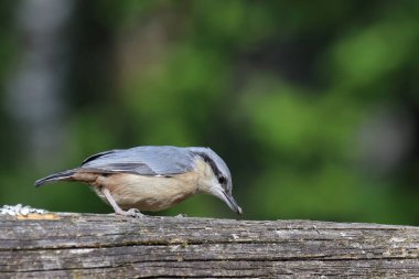 Avrasya 'nın vahşi doğası. 