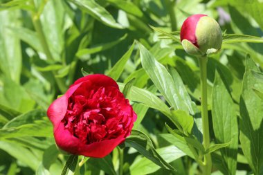Bulanık Arkaplanda Pembe Şakayık Kapanışı 