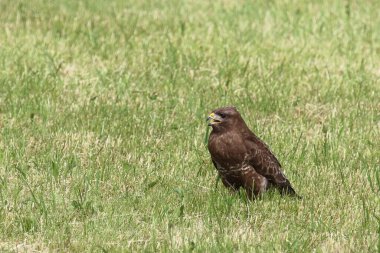 Yeşil çayırda kırmızı uçurtma 