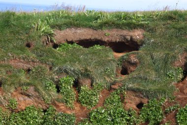 Gündüz vakti Atlantik martı mağarası 