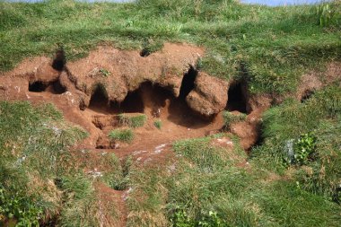 Gündüz vakti Atlantik martı mağarası 