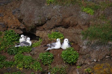 Vahşi doğada Kuzey Fulmars 