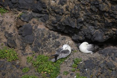 Vahşi doğada Kuzey Fulmars 