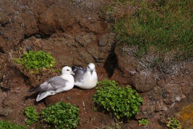 Vahşi doğada Kuzey Fulmars 