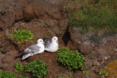 Vahşi doğada Kuzey Fulmars 