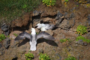 Vahşi doğada Kuzey Fulmars 