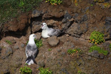 Vahşi doğada Kuzey Fulmars 