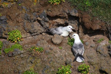 Vahşi doğada Kuzey Fulmars 