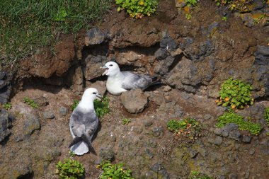 Vahşi doğada Kuzey Fulmars 