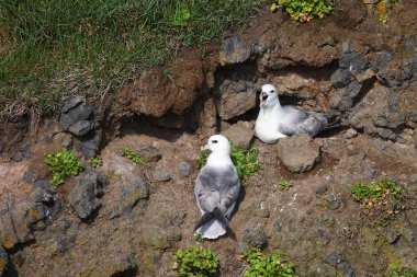 Vahşi doğada Kuzey Fulmars 