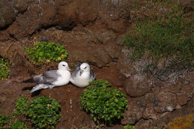 Vahşi doğada Kuzey Fulmars 