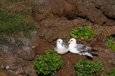Vahşi doğada Kuzey Fulmars 