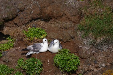 Vahşi doğada Kuzey Fulmars 