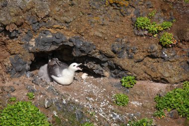 Vahşi doğada Kuzey Fulmars 