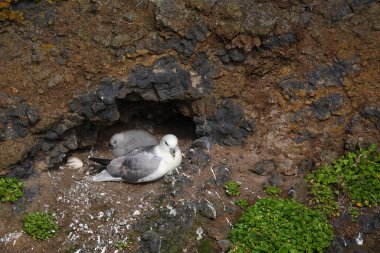 Vahşi doğada Kuzey Fulmars 