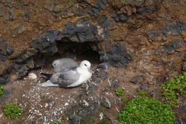 Vahşi doğada Kuzey Fulmars 