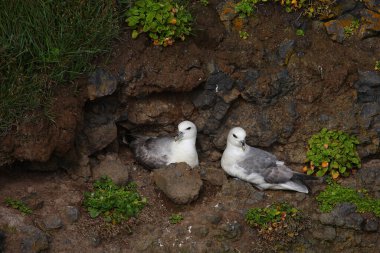 Vahşi doğada Kuzey Fulmars 