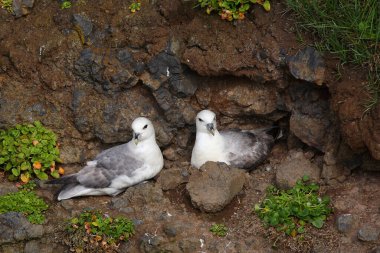 Vahşi doğada Kuzey Fulmars 