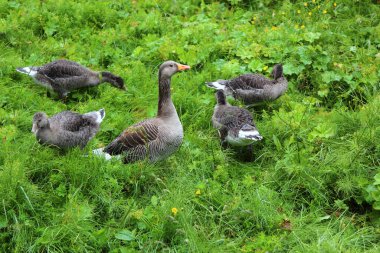Greylag Kazları yeşil çimlerde, gündüz görüşü 