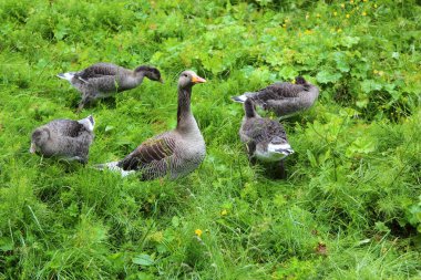 Greylag Kazları yeşil çimlerde, gündüz görüşü 