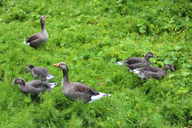 Greylag Kazları yeşil çimlerde, gündüz görüşü 